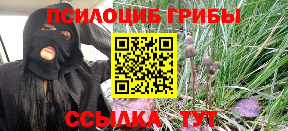 Галлюциногенные грибы Psilocybe Новокуйбышевск